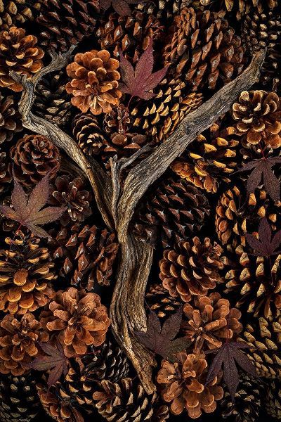 Washington State-Seabeck Pine cones and fall leaves